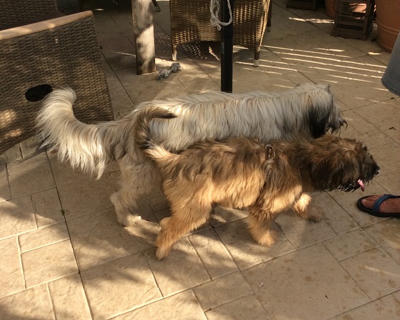 Rosa und Ivo-